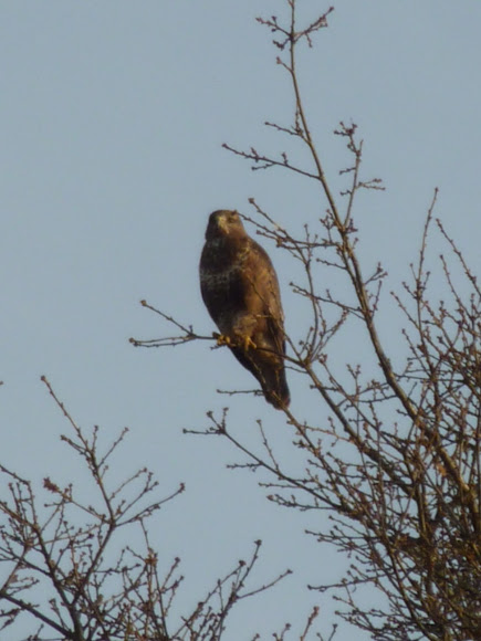 Spotting Image 1