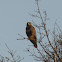 Buzzard