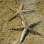 Common sea star