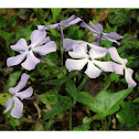Woodland Phlox