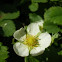 Strawberry flower