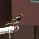 Spanish Sparrow