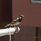 Spanish Sparrow