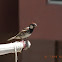 Spanish Sparrow