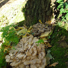 Hen of the woods/Eikhaas