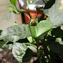 Ladybug