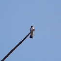 White-breasted Woodswallow