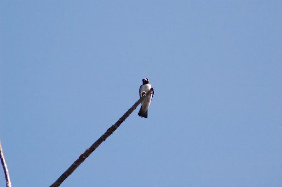 Spotting Image 1