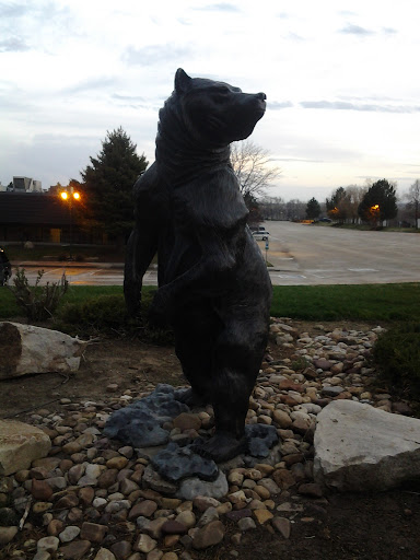 Bear on Miller Drive