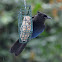 Steller's Jay