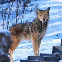 Coyote