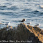 Cormorant; Cormorán