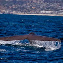 Blue Whale