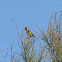 Jilguero, Goldfinch