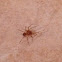 Spitting spider