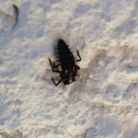 Ladybug larvae