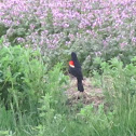 Red-Winged Blackbird