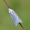 Unidentified moth