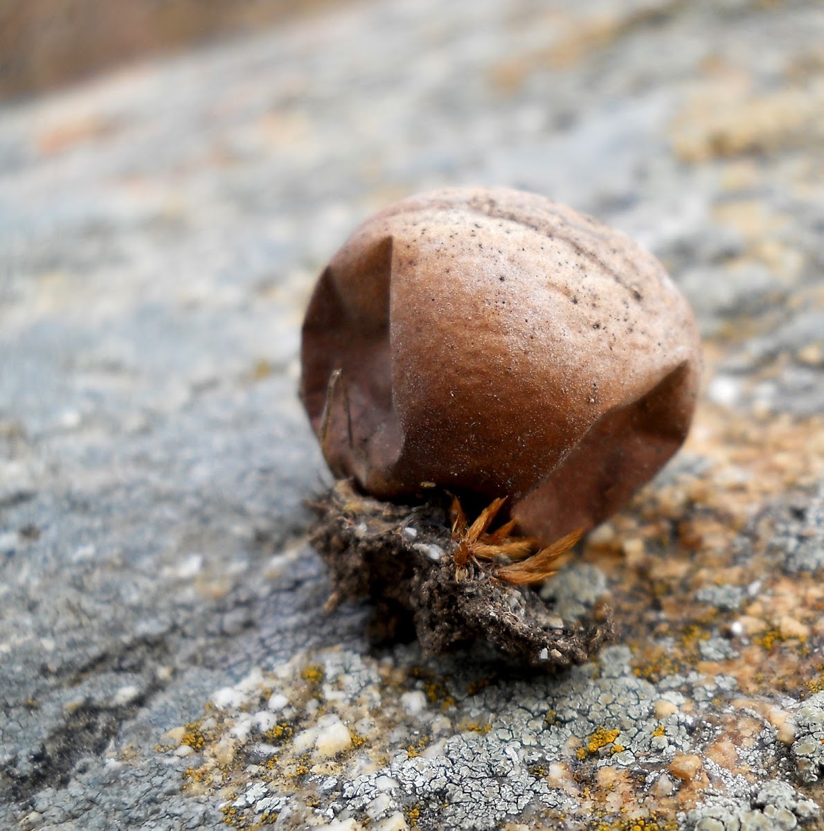 Puff ball