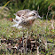 Bush Stone Curlew