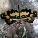 Common picture wing