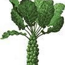 Shaved Brussels Sprout, Potato, Parmesan Pizza