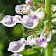 Germander