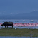 African buffalo, Cape buffalo