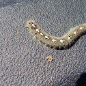 Forest Tent Moth Caterpillar