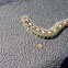 Forest Tent Moth Caterpillar