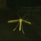 Plume Moth