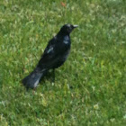 Brewer's Blackbird