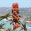 Castor Bean