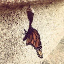 Monarch Butterfly