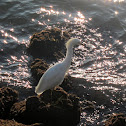 Snowy Egret