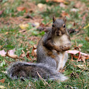 Eastern Gray Squirrel