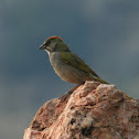 Green-tailed Towhee