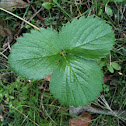 Wild strawberry