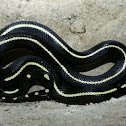 California Kingsnake