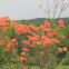 Azalea