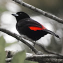 Passerini's Tanager (male)