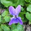 Viola