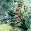 Broadbarred firefish