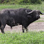 African buffalo