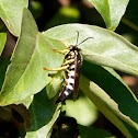 Five-banded Tiphiid Wasp