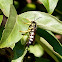 Five-banded Tiphiid Wasp