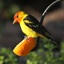 Western Tanager