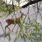 White tail deer