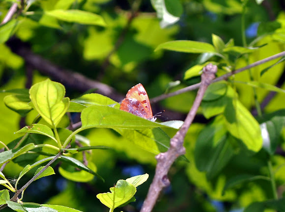 Spotting Image 1