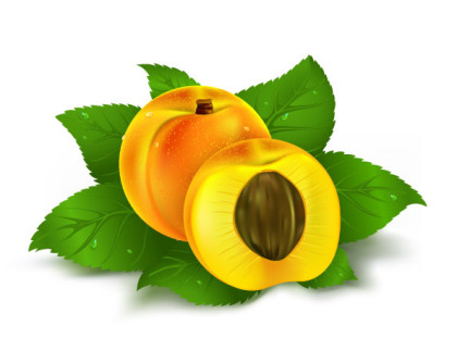 Vector Fruit shutterstock_8480161 Vector Fruit